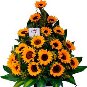 ¿Te encantan los girasoles? ¿Quieres sorprender a alguien especial con un arreglo floral único? ¡No busques más! 